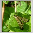 Panorpa cf vulgaris - Skorpionsfliege w01.jpg